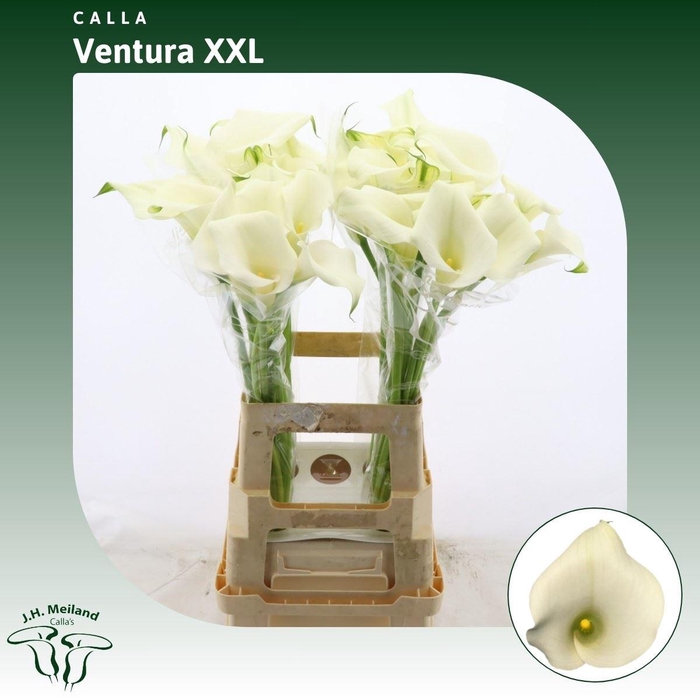 <h4>Calla Ventura | XL</h4>