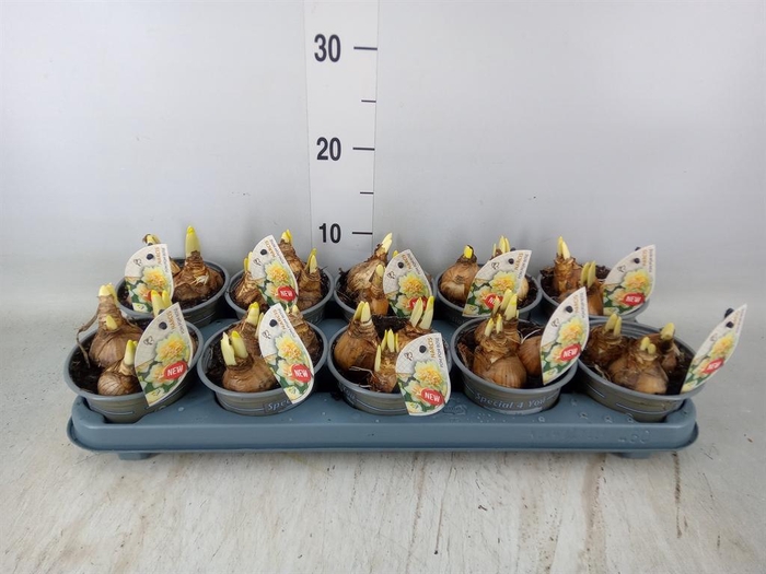 <h4>Narcissus   ...</h4>