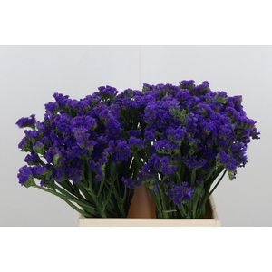 Statice Crystal Dark Blue