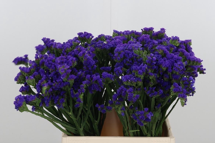 <h4>Statice Crystal Dark Blue</h4>