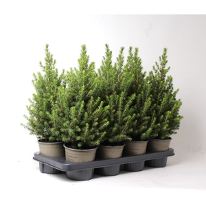 Picea Gl Conica