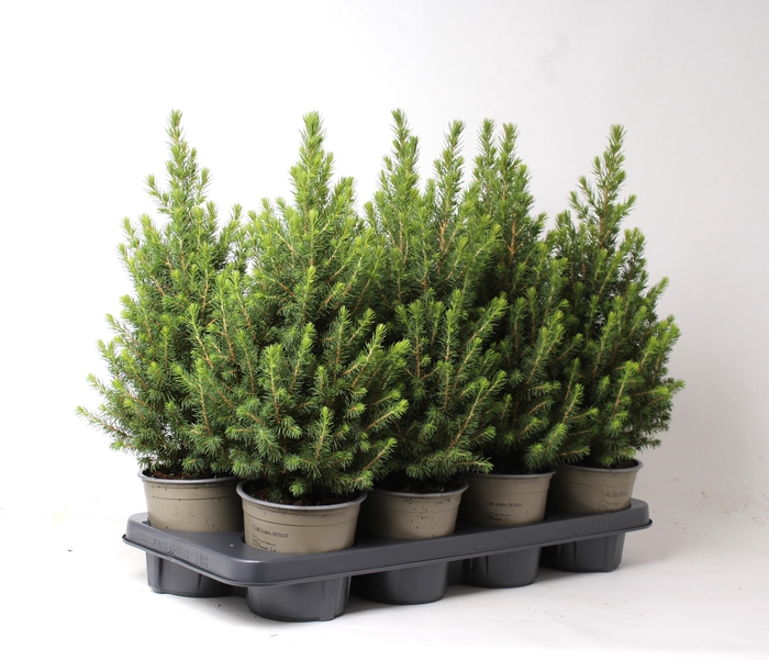 <h4>Picea Gl Conica</h4>