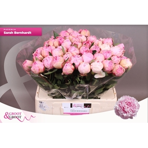 Paeonia Sarah Bernhardt | Heavy Quality
