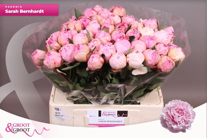 <h4>Paeonia Sarah Bernhardt | Heavy Quality</h4>