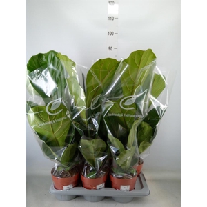 Ficus lyrata