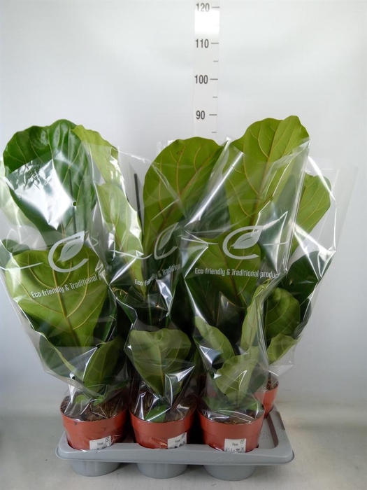 <h4>Ficus lyrata</h4>