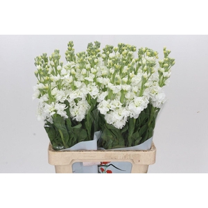 Matthiola Iron White