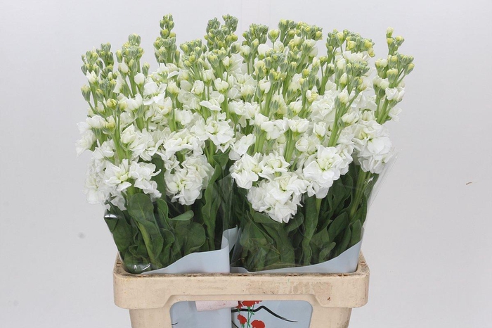 <h4>Matthiola Iron White</h4>