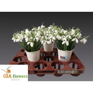 Galanthus Nivalis Bs