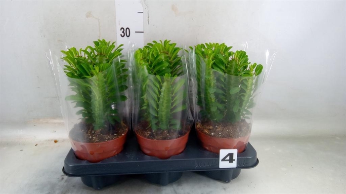 <h4>Euphorbia trigona</h4>