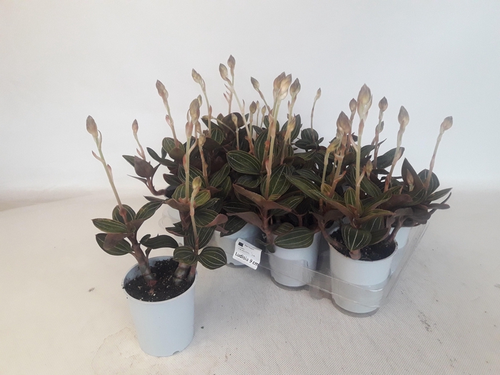 <h4>LUD DISCOLOR</h4>