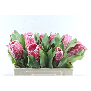 Protea Empress