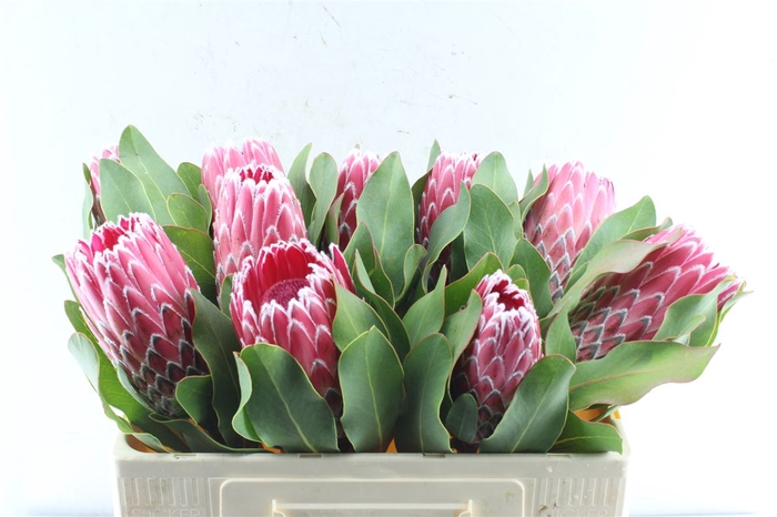 <h4>Protea Empress</h4>
