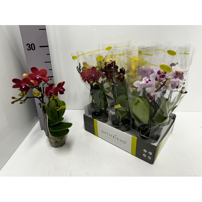 <h4>Phalaenopsis MF Optifriend mix 7Ø 25cm 2st 10fl</h4>