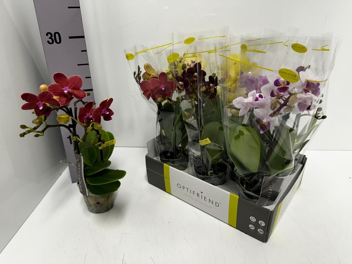 Phalaenopsis MF Optifriend mix 7Ø 25cm 2st 10fl