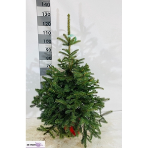 PICEA PU GLAUCA