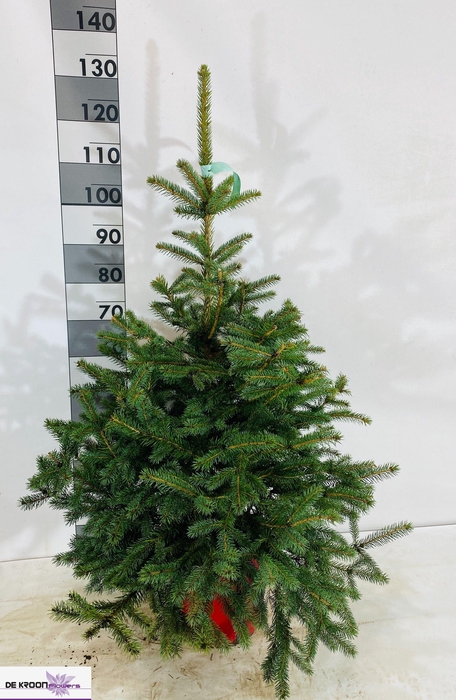 <h4>PICEA PU GLAUCA</h4>