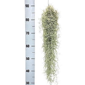 Tillandsia usneoides