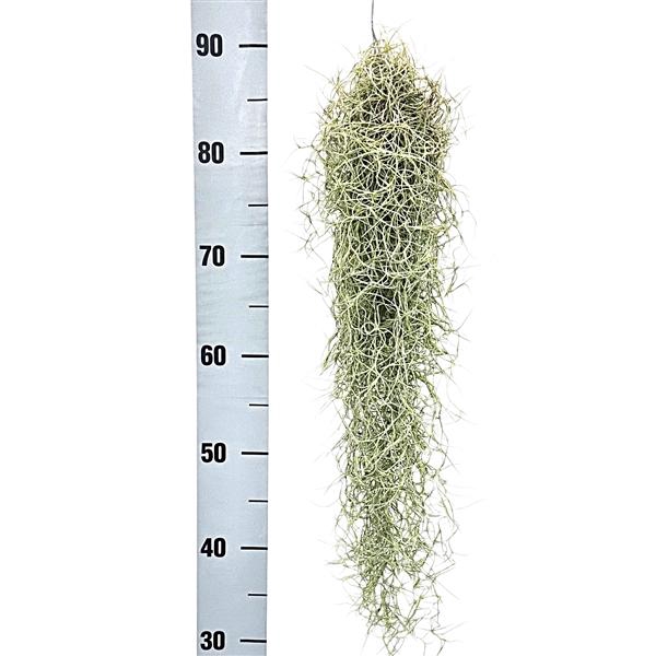 <h4>tillandsia usneoides grey medium x12</h4>