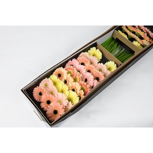 Germini Mix Cream  Doos