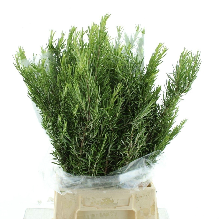 <h4>DECOGROEN OV BS</h4>
