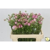 Ranunculus Moderna Dolce