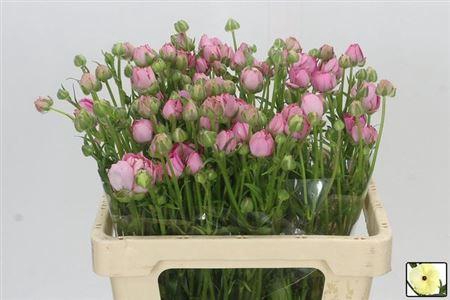 <h4>Ranunculus Moderna Dolce</h4>