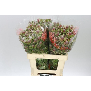 Leucadendron Ayoba Star Pearl