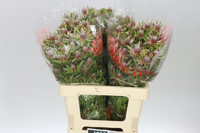 <h4>Leucadendron Ayoba Star Pearl</h4>