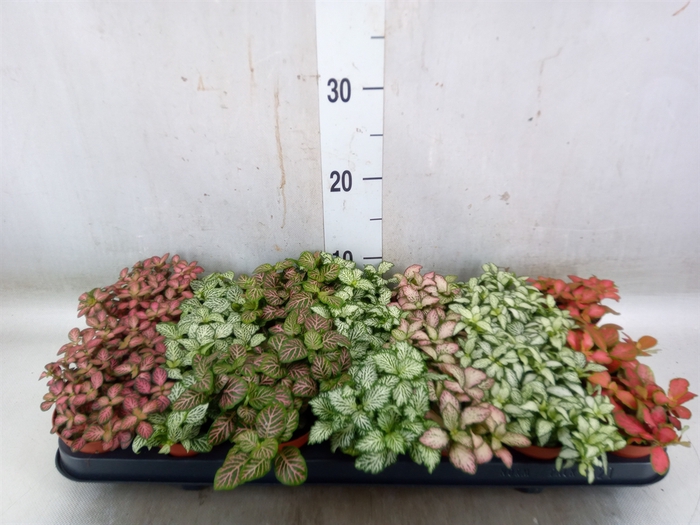 <h4>Fittonia   ...mix 7</h4>