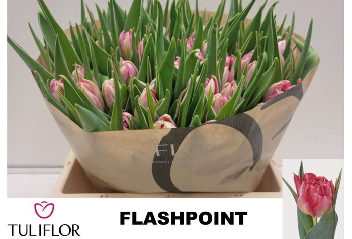 <h4>TU DU FLASH POINT</h4>