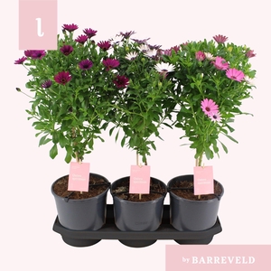 Osteospermum stam mixtray