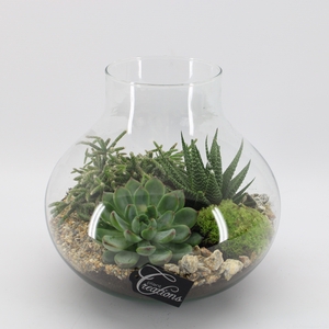 GRCR-2552 Green Essentials Terrarium