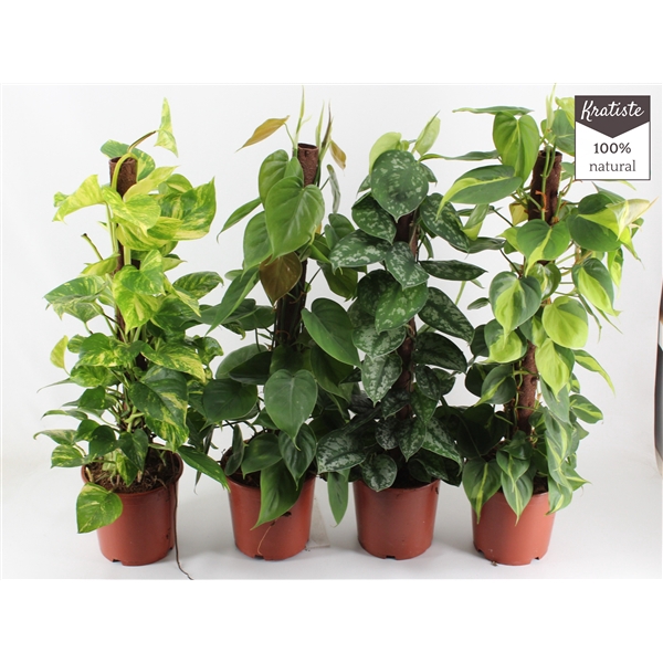 <h4>EPIPREMNUM MIX kratiste klimstok 80CM</h4>