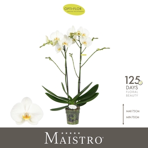 Maistro Bach 2 spike 70 cm