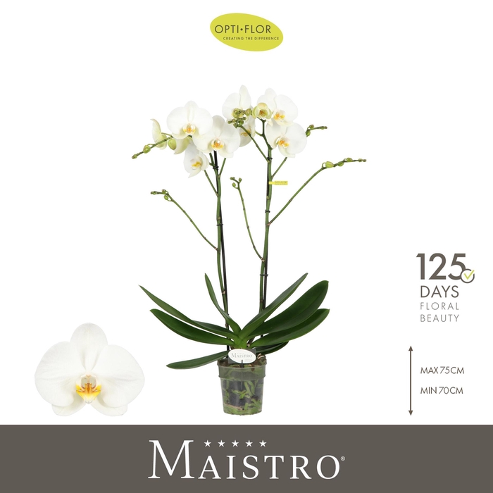 <h4>Maistro Bach 2 spike 70 cm</h4>