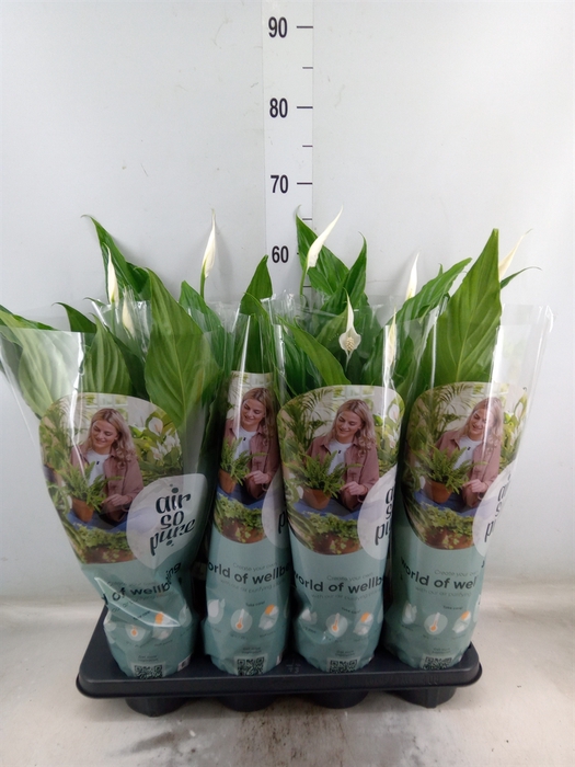 <h4>Spathiphyllum  'Sweet Chico'</h4>