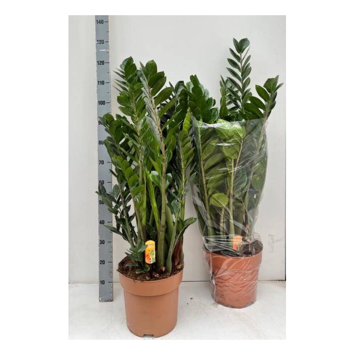 <h4>Zamioculcas zamifolia 30Ø 120cm 12st</h4>