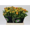 Ranunculus Elegance Orange