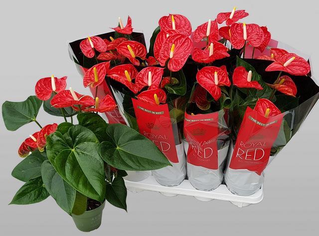 Anthurium Madural 14Ø 50cm 6fl