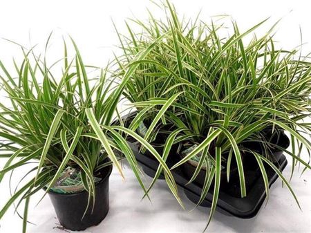 Care Mo Variegata