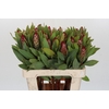 Protea Robijn