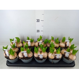 Hyacinthus orie. 'Pearl White'