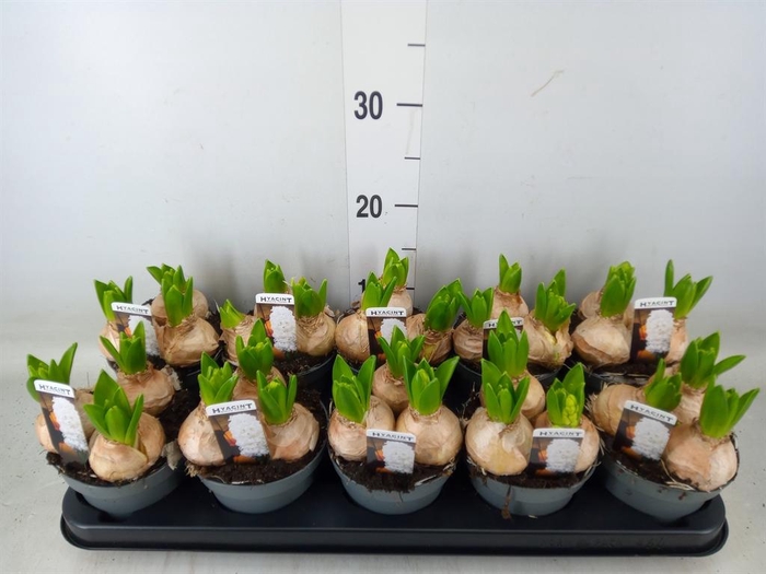 <h4>Hyacinthus orie. 'Pearl White'</h4>