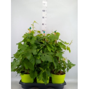 Vitis vinifera