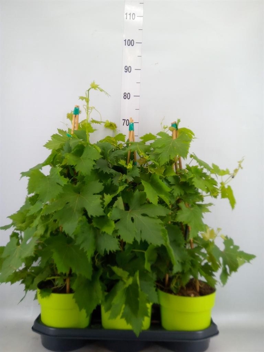 <h4>Vitis vinifera</h4>