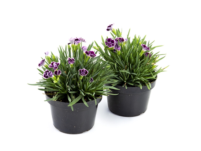 DIANTHUS PINK KISSES P11