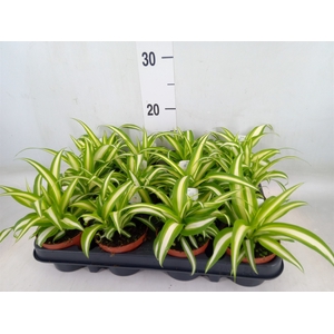 Chlorophytum com. 'Variegatum'