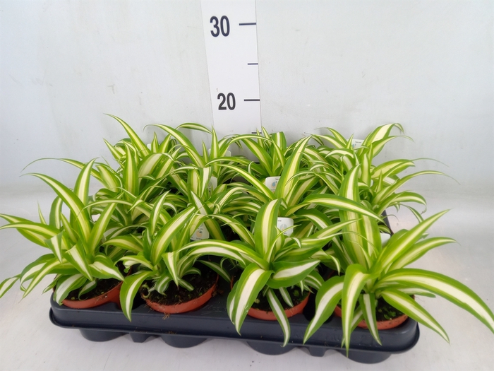 <h4>Chlorophytum com. 'Variegatum'</h4>