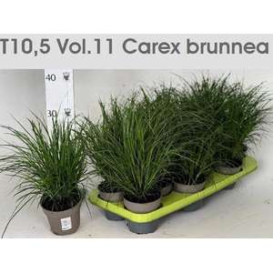 CAREX BRUNNEA